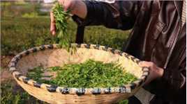 采个茶吃顿农家饭，武汉周边游的最佳目的地：在去黄陂找个院子