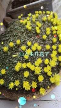 两盆仙人虫绽妍黄色小花