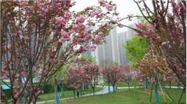 西安城里新添一个赏樱花的公园，绿草坪坡地上樱花怒放，真美