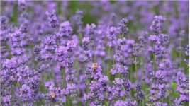 赛里木湖的蓝色花海#在这遇见紫色花海 #薰衣草 #一起享受大自然的美 #愿所有的美好和期待2023都能如约而至 #治愈系风景