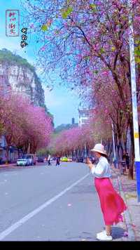 柳州拍紫荆花，街头是正确的打开方式。
