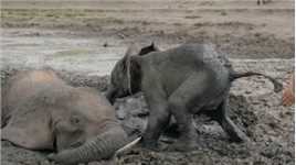 大象陷入泥沼，小象不肯离开