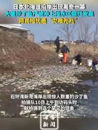 日本北海道沿岸出现离奇一幕 大量沙丁鱼尸被冲上浅水区腐烂发臭 网民担忧是“灾难先兆”