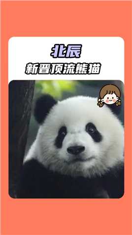啊啊啊啊啊啊 怎么有那么甜的男熊啊#熊猫  #北辰  #可爱  
