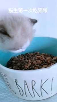 猫生第一次吃猫粮 #猫主子的日常 #养猫有什么乐趣 #小奶猫的成长日记