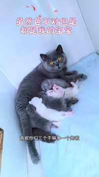 蓝妮当奶妈day4 感觉已经认命了 嘎嘎#喵咪日常 #猫的迷惑行为 #小奶猫的成长日记