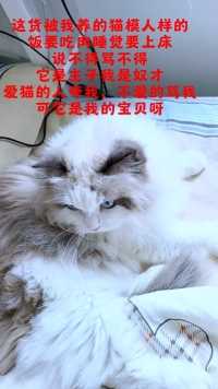 这货被我养的猫模人样的饭要吃肉睡觉要上床
说不得骂不得
它是主子我是奴才
爱猫的人夸我，不爱的骂我
可它是我的宝贝呀#猫咪的迷惑行为 #布偶猫 #养猫的应该都懂吧