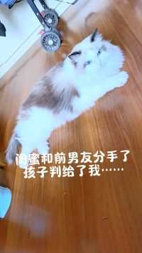 闺蜜和前男友分手了
孩子判给了我……#猫咪的迷惑行为 #万物皆可一锅出 #猫咪