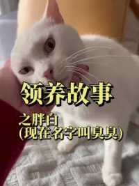谢谢每一位领养人，徐州本地或周边，家里缺猫的快来我们这看看哈。感激不尽！