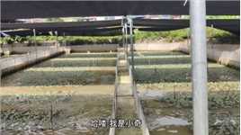 养殖牛蛙需要怎样的条件，对水质有什么要求呢？