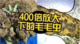 显微镜下被放大400倍的毛毛虫