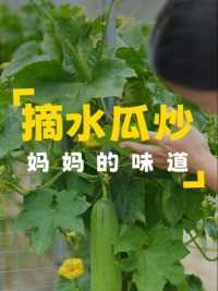 到菜园里摘些水瓜和茄子回去，晚上用来炒肉，自己种的菜就是好吃#今天吃什么呀 