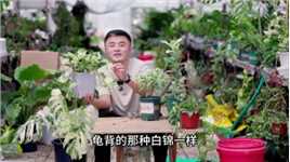 植物锦化分几种？ 锦化植物要如何养护？