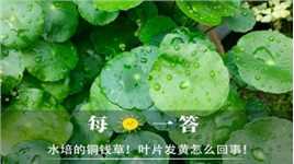 水培的铜钱草！叶片发黄怎么回事！