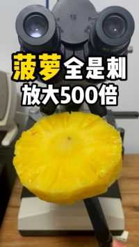菠萝放大500倍看，全是刺，怪不得要泡盐水吃