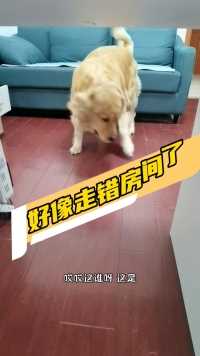 你们说这种情况要不要罚？#狗子会说话娱乐用户@人民网