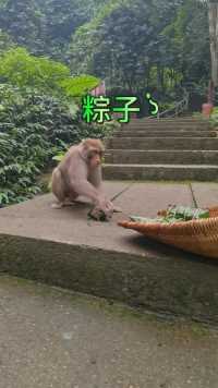 猴子面对粽子会是什么样子？