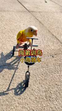 小鸟骑车