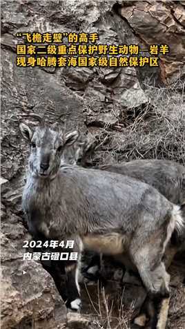 “飞檐走壁”的高手，国家二级重点保护野生动物——岩羊，现身哈腾套海国家级自然保护区（来源：人民网内蒙古） #野生动物零距离#生态北疆