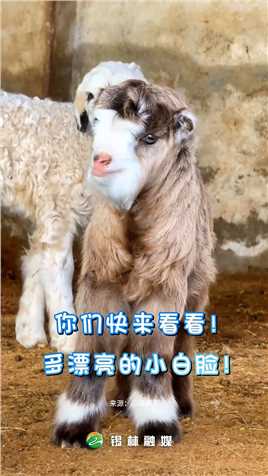 你们快来看看！多么漂亮的小白脸 （来源：@草原明珠锡林浩特 ）#锡林郭勒 #快乐的小羊羔#活力内蒙古