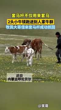 套马杆不仅用来套马！2头小牛犊跑进别人家牛群，牧民大哥借来套马杆成功抓回 （来源：掌上巴彦淖尔）#美丽的草原我的家#套马杆#活力内蒙古