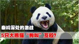 秦岭深处的激战，5只大熊猫“狗叫”互殴？摄像机拍下离奇画面！