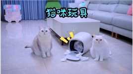 小猫咪打翻垃圾桶被责罚，神秘声音帮主人实现愿望