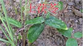 常见的土茯苓是个宝，号称“祛湿之王”植物，普通却很珍贵
