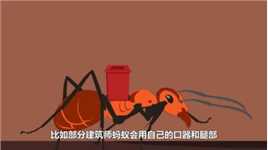蚂蚁的巢穴有多复杂？10吨水泥灌入，工程量堪比万里长城！
