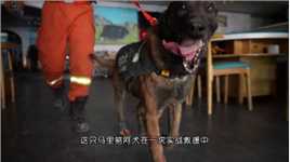搜救犬在实战搜救中受伤后依然一心救援，在救援现场，犬吠代表着有幸存者，搜救犬不会因为受伤而轻易乱叫，它的发声只为找到生命。