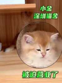 《金渐层》#创作灵感 #深圳 #猫咪 #这么可爱的小猫咪