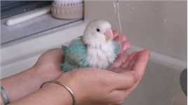 鹦鹉洗澡可比人类幼崽自觉多了