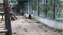干饭熊猫🐼