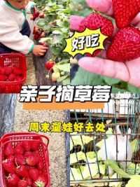 松江草莓采摘一大一小只要39.9，周末遛娃又有好地方去啦#草莓采摘园 #春游去哪摘草莓 #上海周末去哪儿 #上海遛娃好去处