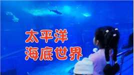 北京太平洋海底世界：最低性价比海洋馆？用年票去看真香