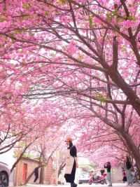 博山的浪漫这不就来了，双山樱花配跨城咖啡#淄博#博山 #春天一定不能错过的美景