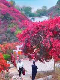 天赐山的红叶又红了#来潍坊沉浸式感受红色海洋 #这里的秋天很美庙 #创作灵感