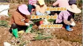 探访广东惠来杭美村，家家户户卖大蒜，小小蒜头带动全村经济！