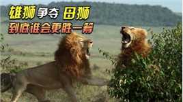狮王争霸赛，看的母狮子目瞪口呆，到底谁是强者