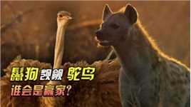 鬣狗想捕杀鸵鸟幼崽，结果被大鸵鸟疯狂追杀，荒窜逃跑