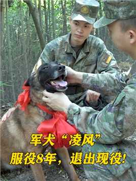 军犬“凌风”，服役8年，退出现役#军犬 #退役 #无言战友 （作者：陈世锋、黄海宽、晓彤、兰珂  编辑：刘坚）
