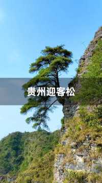 贵州深山发现一棵迎客松，长在悬崖峭壁中，比黄山迎客松还壮观，可惜生错地方了，无人知晓 