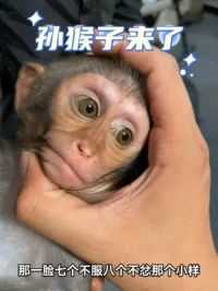 奇幻森林室内动物园即将开业 可以来撸可爱的卡皮巴拉了，还有可爱的小猴子～#烟台