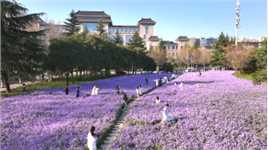 在师大校园里，与春天相约一场紫色的梦～💜校园 陕西省