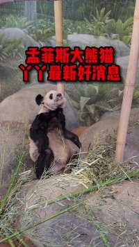 在全世界的熊猫粉丝舆论压力之下孟菲斯动物园终于做出了改变#大熊猫丫丫 #海外生活 #日常vlog