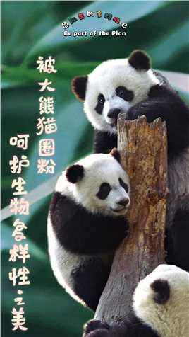 国际生物多样性日丨我们为什么被大熊猫圈粉