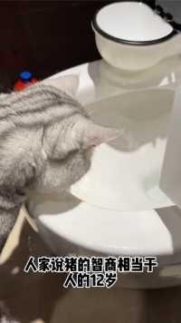 小猫咪偷喝马桶水，铲屎官竟然…