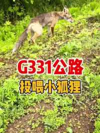 野生 朋友，灵气满满