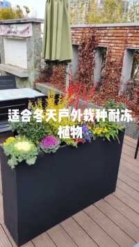适合南京冬天户外栽种的耐寒植物