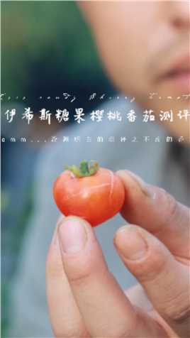 【蔬果测评】伊希斯糖果樱桃番茄 Isis Candy Cherry Tomato（不推荐）
#家庭阳台种菜 